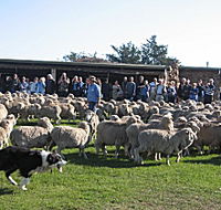 Curringa Farm - Accommodation and Farm Tours - Melbourne Tourism