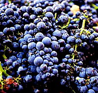 Laurel Bank Vineyard - Melbourne Tourism