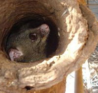 Mulga Sanctuary and Wildlife Park - Melbourne Tourism