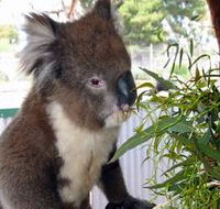Glen-Forest Tourist Park - Melbourne Tourism