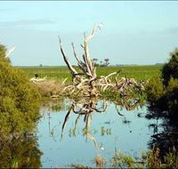 Bool Lagoon Game Reserve and Hacks Lagoon Conservation Park - Melbourne Tourism