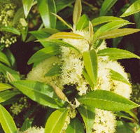 Tumbeela Native Bushfoods - Melbourne Tourism