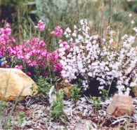 Stokes Bay Bush Garden - Melbourne Tourism