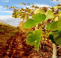 Mirabella Vineyards - Melbourne Tourism