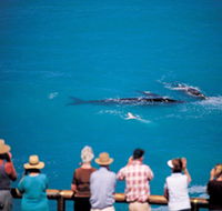Whale Watching At Head Of Bight - Melbourne Tourism