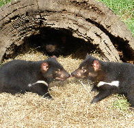 Wing's Wildlife Park - Melbourne Tourism