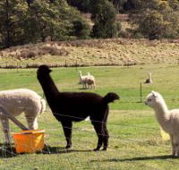 Maydena Country Cabins Accommodation  Alpaca Stud - Melbourne Tourism
