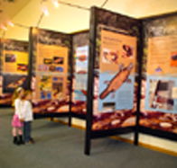 Platypus Experience - Melbourne Tourism