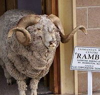 Tasmanian Wool Centre - Melbourne Tourism