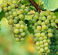 TP Vineyards - Melbourne Tourism