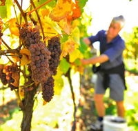 Native Point Wines - Melbourne Tourism