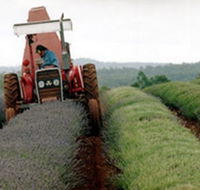Bridestowe Lavender Farm - Melbourne Tourism