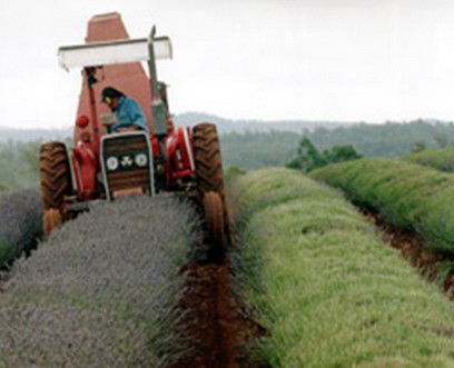 Bridestowe Lavender Farm - Melbourne Tourism 0