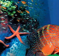 Indo Pacific Marine - Melbourne Tourism
