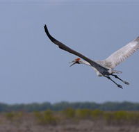 Gayngaru Wetlands Interpretive Walk - Melbourne Tourism