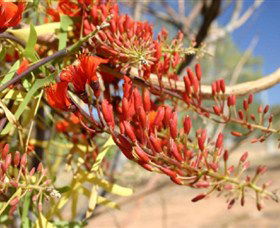 Olive Pink Botanic Garden - Melbourne Tourism 0