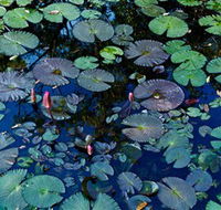 Pine Creek Water Gardens - Melbourne Tourism