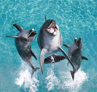 Sea World - Melbourne Tourism