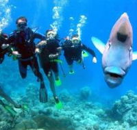 Jew Shoal Dive Site - Melbourne Tourism