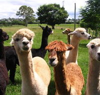 Banyandah Alpacas - Melbourne Tourism