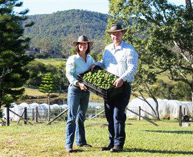 Hinterland Feijoas - Melbourne Tourism 0