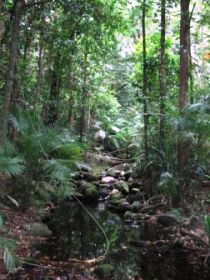 Mossman Gorge Rainforest Circuit Track, Daintree National Park - Melbourne Tourism 0