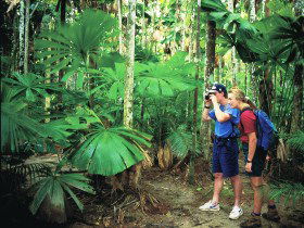 Mount Sorrow Ridge Trail, Daintree National Park - Melbourne Tourism 0