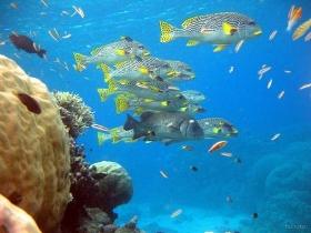 Coral Gardens Dive Site, Flynn Reef - Melbourne Tourism 0