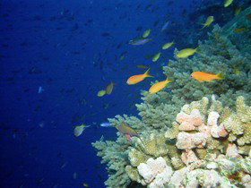 The Three Sisters Dive Site - Melbourne Tourism 0