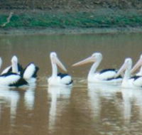 Pelican Point - Melbourne Tourism