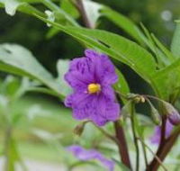 Alpha Native Flower Garden - Melbourne Tourism