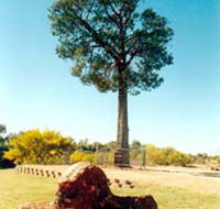 Robbers Tree - Melbourne Tourism