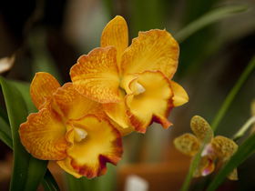 Queens Park - Orchid House - Melbourne Tourism 0