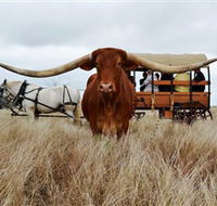 Texas Longhorn Wagon Tours and Safaris - Melbourne Tourism