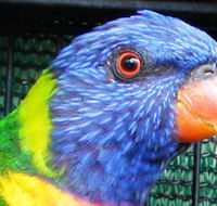 Fraser Coast Wildlife Sanctuary - Melbourne Tourism