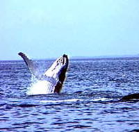 Whale Watching - Melbourne Tourism