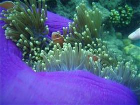 The Lady Bowen Dive Site - Melbourne Tourism 0