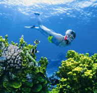 Wheeler Reef Dive Site - Melbourne Tourism