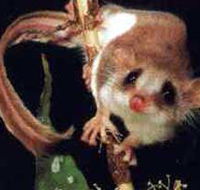 Carrowong Fauna Sanctuary - Melbourne Tourism