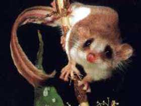 Carrowong Fauna Sanctuary - Melbourne Tourism 0
