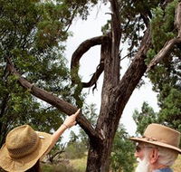 Charleville - Outback Native Timber Walk - Melbourne Tourism