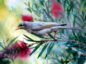 Windorah QLD Melbourne Tourism