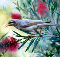 Windorah Nature Drive - Melbourne Tourism