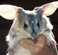 Charleville - Bilby Experience - Melbourne Tourism
