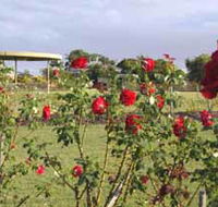 Elizabeth Park Rose Gardens - Melbourne Tourism