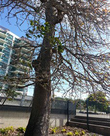 The Leichhardt Tree - Melbourne Tourism 0