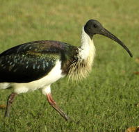 Toowoomba Bicentennial Waterbird Habitat - Melbourne Tourism