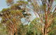 Myall Park Botanic Garden - thumb 0