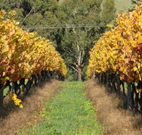 Wild Dog Winery  Restaurant - Melbourne Tourism
