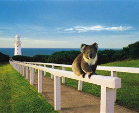 Cape Otway VIC Melbourne Tourism